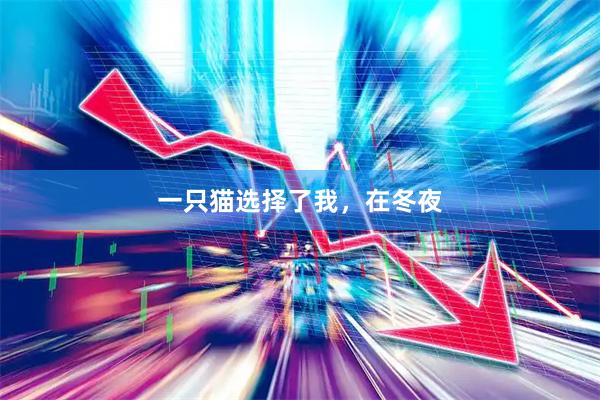 一只猫选择了我，在冬夜